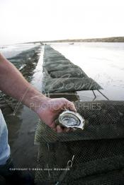 Image du Maroc Professionnelle de  À partir de 2004, la baie de Dakhla qui dispose de l’écosystème le plus adapté à l’élevage d’huîtres a connu l'installation de plusieurs projets ostréicoles productifs. Les premières fermes ostréicoles se sont installées en 2002 dans la région, devenue ces dernières années la plus productrice du pays avec 280 tonnes d’huîtres par an et un millier de personnes employées.  Mardi 21 Novembre 2006. (Photo / Abdeljalil Bounhar)


